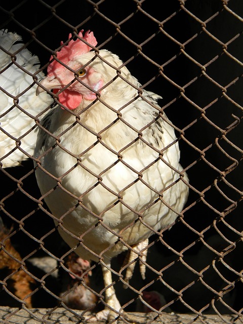 组织天赋穿 组织天赋穿